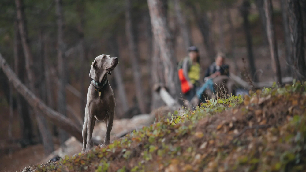 Dogtreking